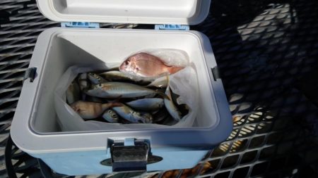 アジのサイズが少し大きくなってきました（下…